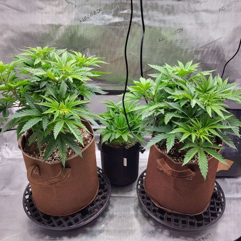 Runtz growlog timeline photo