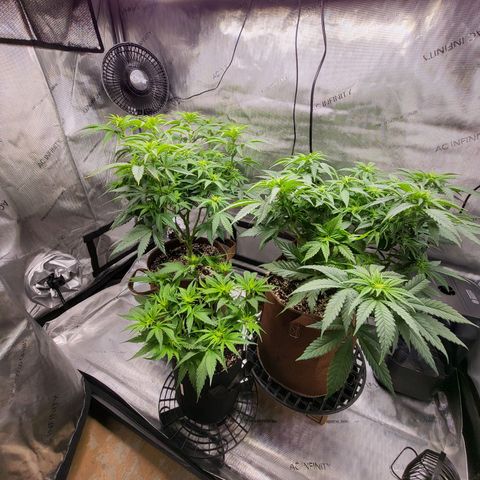 Runtz growlog timeline photo
