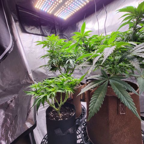 Runtz growlog timeline photo