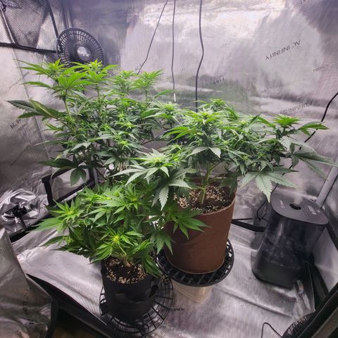 Runtz growlog timeline photo