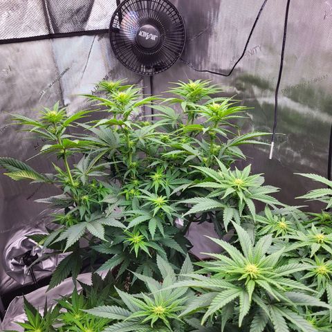 Runtz growlog timeline photo
