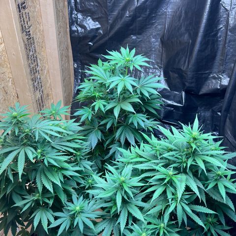 1 growlog photo: Day 13 flower 3 plants