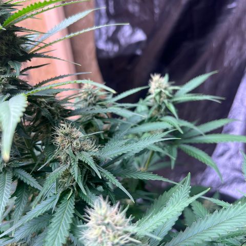 1 growlog timeline photo