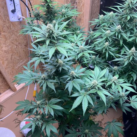 1 growlog timeline photo