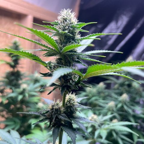 1 growlog timeline photo