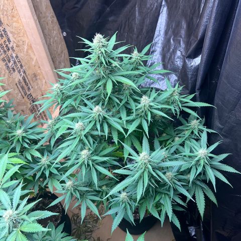 1 growlog timeline photo