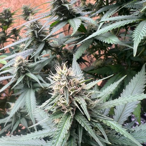 1 growlog timeline photo