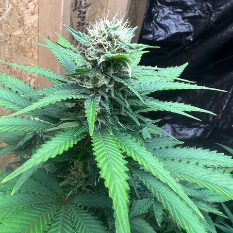 1 growlog timeline photo