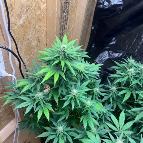 1 growlog timeline photo
