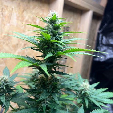 1 growlog timeline photo