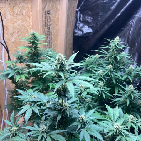 1 growlog timeline photo