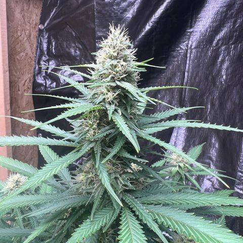1 growlog timeline photo