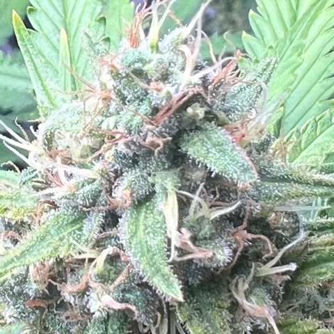 1 growlog timeline photo