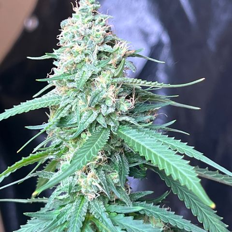 1 growlog timeline photo