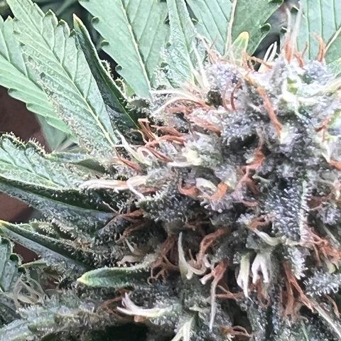 1 growlog timeline photo