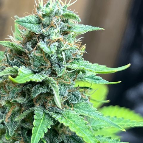 1 growlog timeline photo