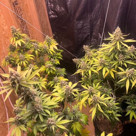 1 growlog timeline photo