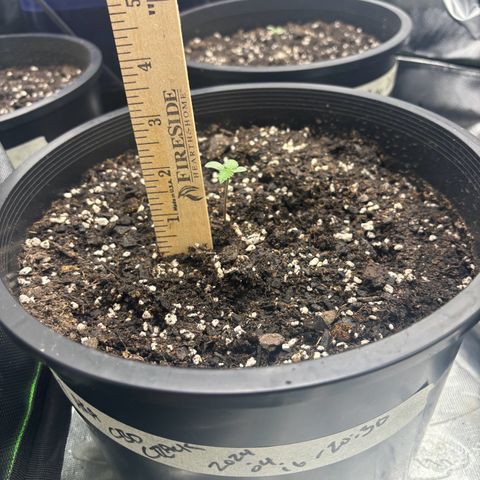 #1 Royal Runtz growlog photo: 4 sprouts - switch states?