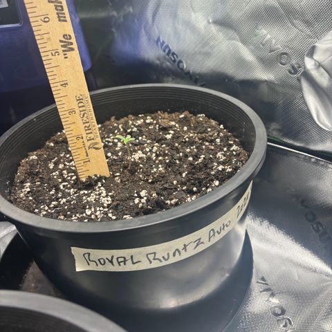 #1 Royal Runtz growlog photo: 4 sprouts - switch states?