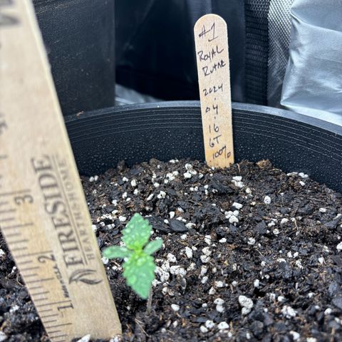 #1 Royal Runtz growlog photo: Random shots for heights