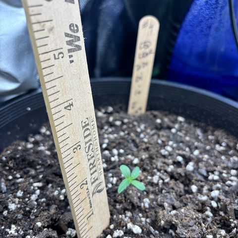 #1 Royal Runtz growlog photo: Random shots for heights
