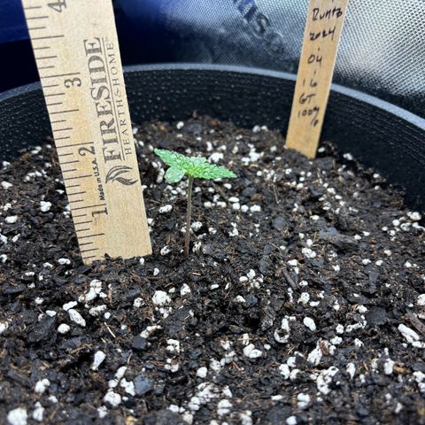 #1 Royal Runtz growlog photo: Random shots for heights