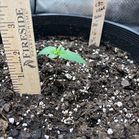 #1 Royal Runtz growlog photo: Random shots for heights