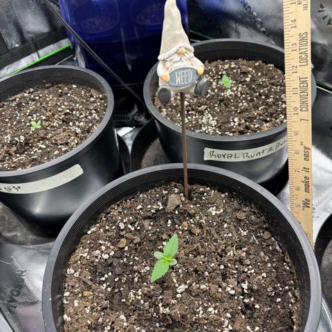 #1 Royal Runtz growlog photo: Random shots for heights