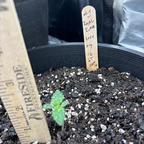 #1 Royal Runtz growlog timeline photo