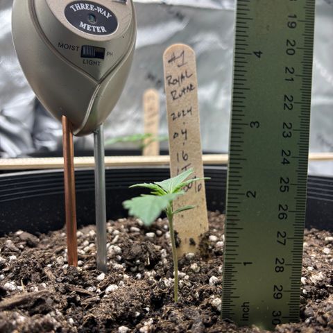 #1 Royal Runtz growlog timeline photo