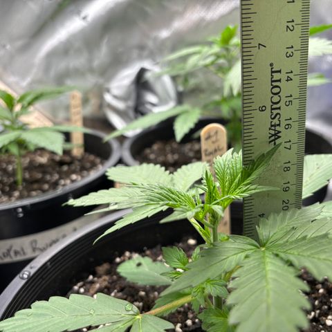 #1 Royal Runtz growlog timeline photo