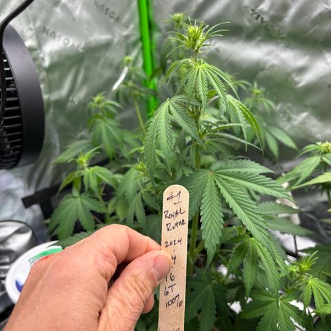 #1 Royal Runtz growlog photo: Little Droopy