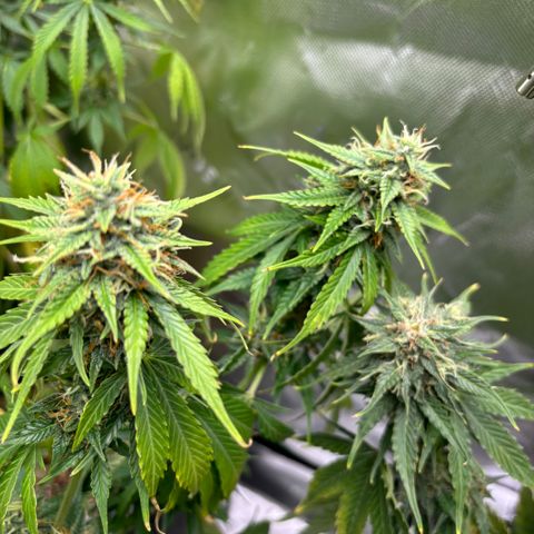 #1 Royal Runtz growlog photo: Dried out when arriving home. 