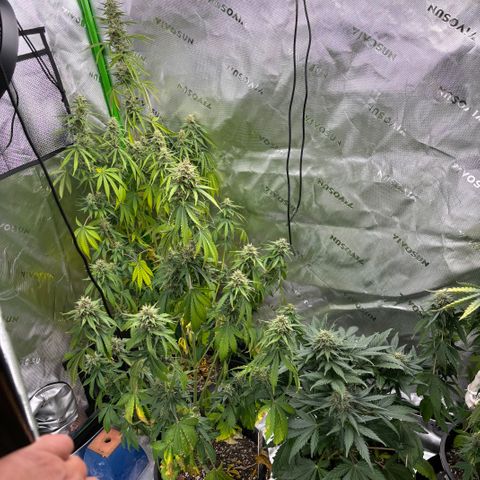 #1 Royal Runtz growlog photo: Dried out when arriving home. 