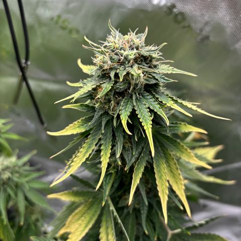 #1 Royal Runtz growlog photo: Dried out when arriving home. 