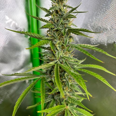 #1 Royal Runtz growlog photo: Dried out when arriving home. 
