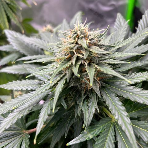 #1 Royal Runtz growlog photo: Dried out when arriving home. 