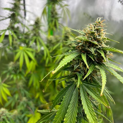 #1 Royal Runtz growlog photo: Dried out when arriving home. 