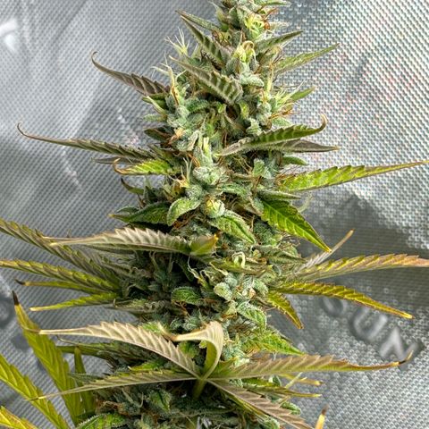 #1 Royal Runtz growlog timeline photo
