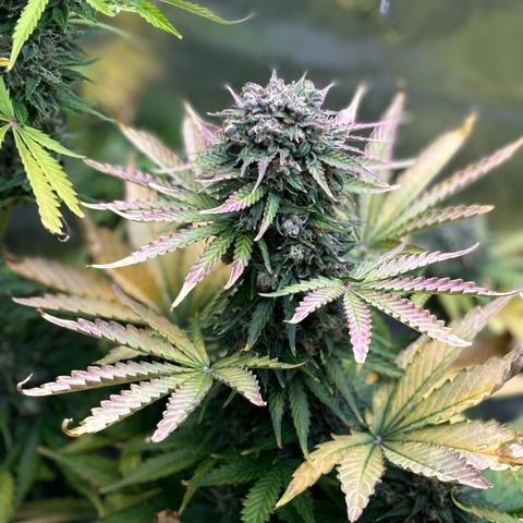 #1 Royal Runtz growlog timeline photo