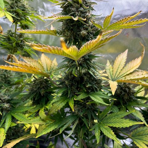 #1 Royal Runtz growlog timeline photo
