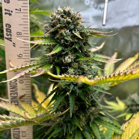 #1 Royal Runtz growlog timeline photo