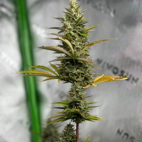 #1 Royal Runtz growlog timeline photo