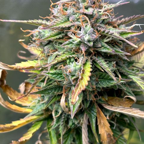 #1 Royal Runtz growlog timeline photo