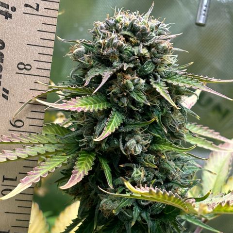 #1 Royal Runtz growlog timeline photo