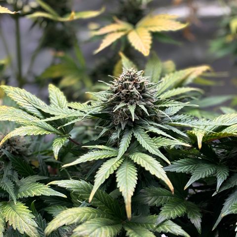 #1 Royal Runtz growlog timeline photo