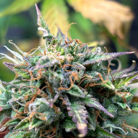 #1 Royal Runtz growlog timeline photo