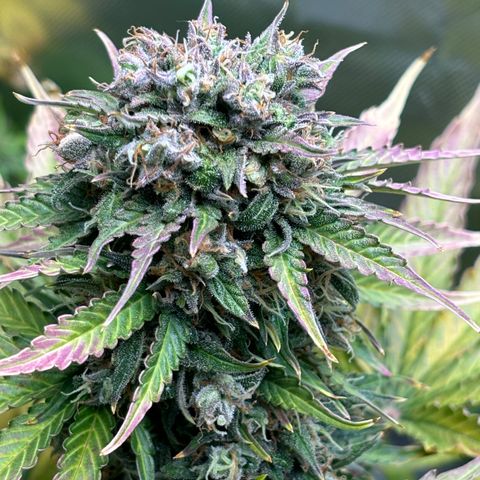#1 Royal Runtz growlog timeline photo