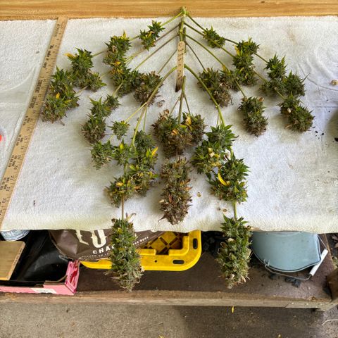 #1 Royal Runtz growlog timeline photo