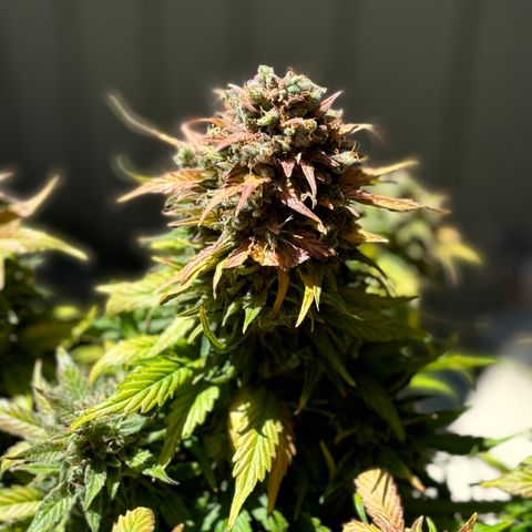 #1 Royal Runtz growlog timeline photo